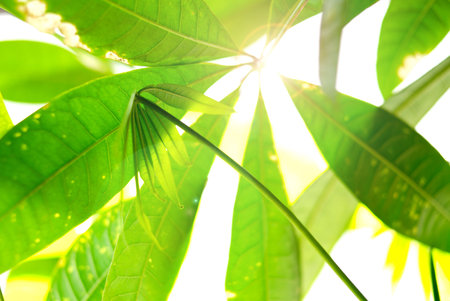 Green leaves on sunlightの写真素材