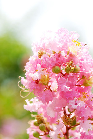 flowerの写真素材