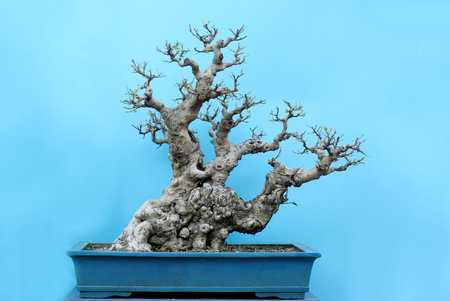 potted landscapeの写真素材