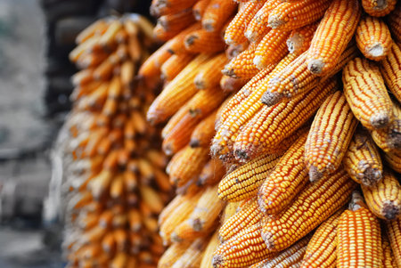 maizeの写真素材