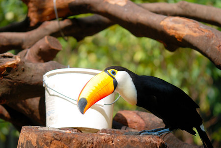 Toco Toucan (Ramphastos toco) の写真素材