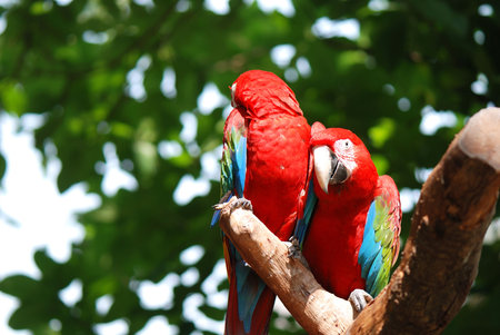 Parrots on the Treeの写真素材