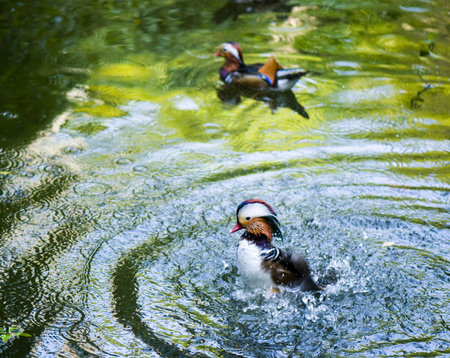 Mandarina Duckの写真素材