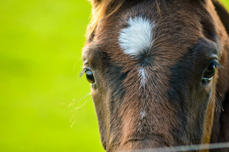 Closeup of a young brown horse head on the right, and a green grass background on the left.の写真素材