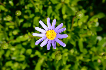 Felicia purple flower top view closeup on a green leafs backgroundの写真素材