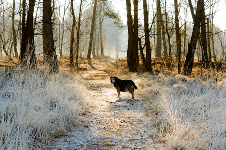 Single dog waiting ahead in path covered by frost with forest of bare trees in backgroundの写真素材