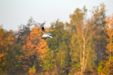 Beautiful nature background in autumn theme with bird in flight near yellow and green deciduous trees and copy spaceの写真素材