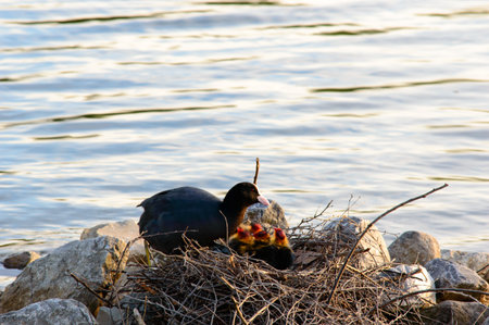 Moorhen with her family of chicks on a nest constructed of twigs against rocks at the edge of a calm lakeの写真素材