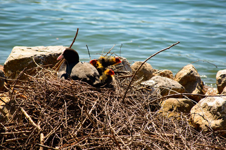 Moorhen with chicks nesting on a nest of twigs alongside rocks and water sitting with her tail to the cameraの写真素材