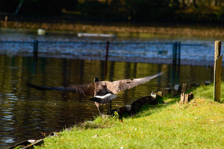 Mallard duck taking to flight off the green grassy bank of a tranquil freshwater lakeの写真素材