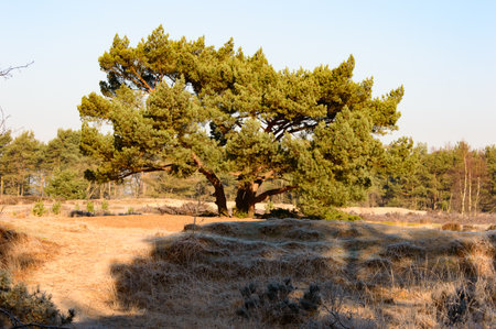 Single large old tree with wide trunk and low branches in field during autumn season with early morning sunlightの写真素材