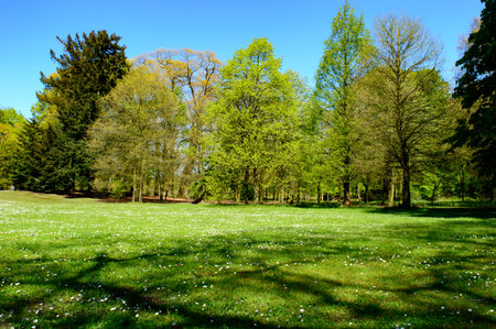 Fresh green spring landscape with woodland trees and a green meadow in a park depicting the changing seasonsの写真素材