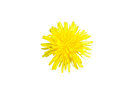 Single yellow colored dandelion Taraxacum flower top view isolated on a white backgroundの写真素材