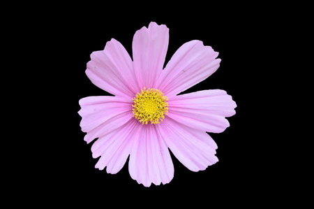 Single pink cosmos bipinnatus flower isolated on a black backgroundの写真素材