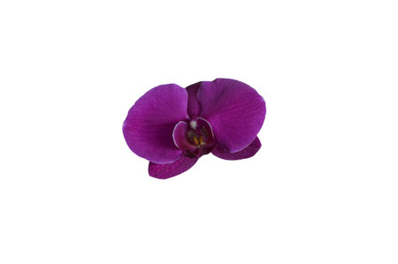 Single magenta colored orchid orchidaceae flower top view isolated on a White backgroundの写真素材