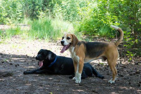 Purebred tricolor beagle and black hunting dog dog posing in a forest with fresh green trees and...