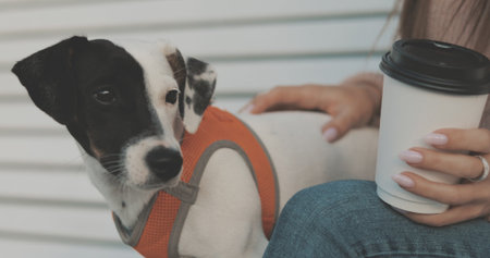 Pretty caucasian woman with dog jack russell terrier sitting on bench and drinking coffee. Cute little puppyの写真素材