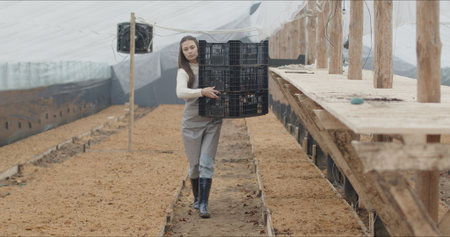 Worker keeps cleaned tulip bulbs in boxの写真素材