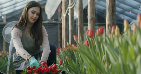 family owned flower growing businessの写真素材