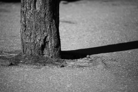 Lonely tree in a urban landscapの写真素材
