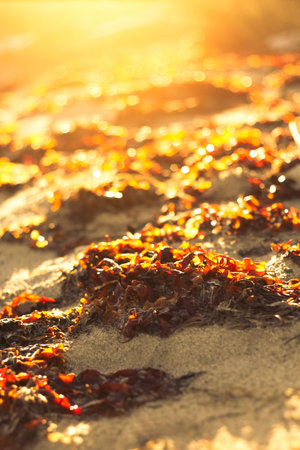 Sunlight on the beachの写真素材