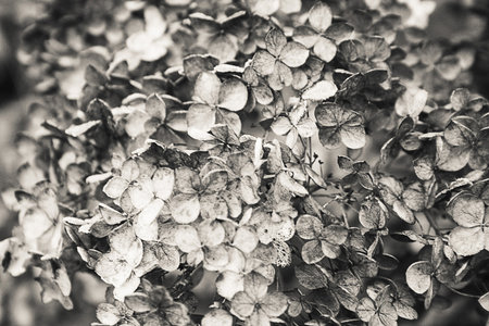 Flower in black and whiteの写真素材