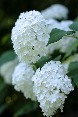 Flowering shrub in the summer with a blurred の写真素材