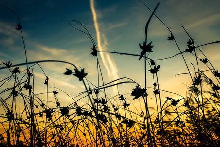 Sunset in the nature with silhouettesの写真素材