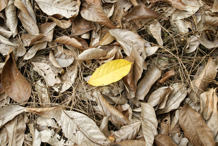 dry leaves, Yellow leaves, dried leaves, dry leaves backgroundの写真素材