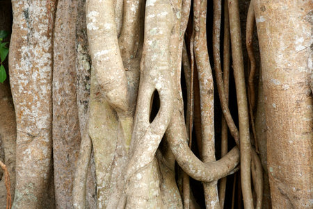 Banyan tree trunk and branches in close upの写真素材