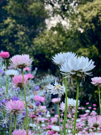 Beautiful pink, blue, white, purple flowers, flower garden, forest with flowers, daylight, natural parkの写真素材