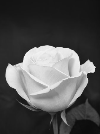 Pink rose portrait black backgroundの写真素材