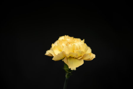 carnation portrait black backgroundの写真素材
