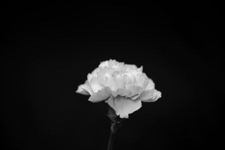 carnation portrait black backgroundの写真素材