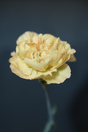 carnation portrait black backgroundの写真素材