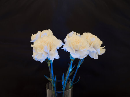 Gerbera is a genus of plants in the basket flower family. The genus contains about 20 wild-growing species and they occur in South America, Africa, Madagascar and tropical parts of Asia.の写真素材