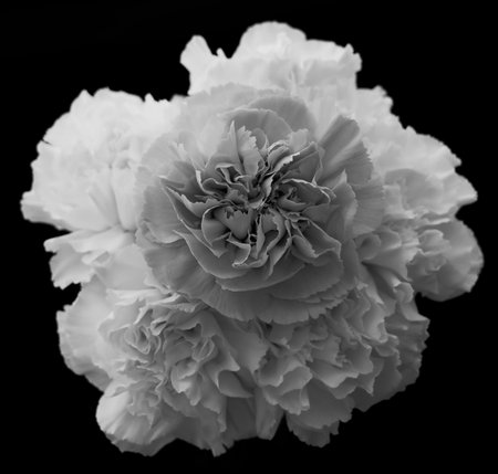 Gerbera is a genus of plants in the basket flower family. The genus contains about 20 wild-growing species and they occur in South America, Africa, Madagascar and tropical parts of Asia.の写真素材