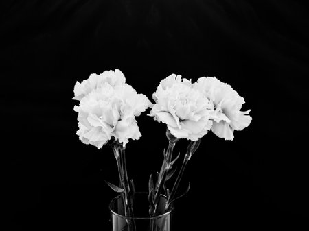 Gerbera is a genus of plants in the basket flower family. The genus contains about 20 wild-growing species and they occur in South America, Africa, Madagascar and tropical parts of Asia.の写真素材
