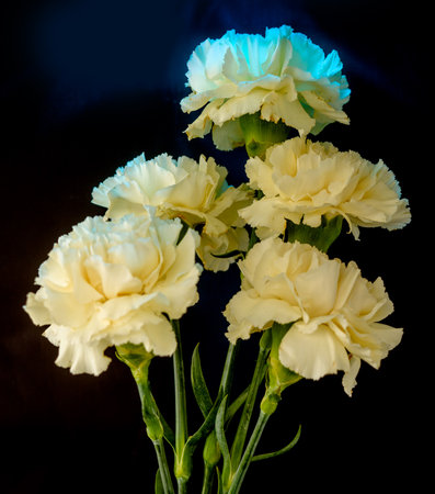 Gerbera is a genus of plants in the basket flower family. The genus contains about 20 wild-growing species and they occur in South America, Africa, Madagascar and tropical parts of Asia.の写真素材