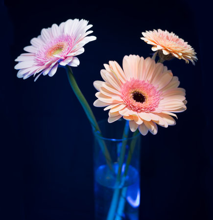 Gerbera is a genus of plants in the basket flower family. The genus contains about 20 wild-growing species and they occur in South America, Africa, Madagascar and tropical parts of Asia.の写真素材