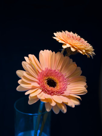 Gerbera is a genus of plants in the basket flower family. The genus contains about 20 wild-growing species and they occur in South America, Africa, Madagascar and tropical parts of Asia.の写真素材