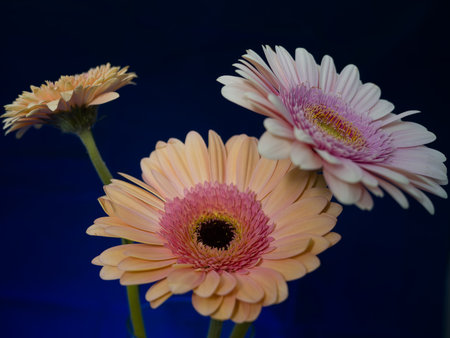 Gerbera is a genus of plants in the basket flower family. The genus contains about 20 wild-growing species and they occur in South America, Africa, Madagascar and tropical parts of Asia.の写真素材
