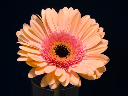 Gerbera is a genus of plants in the basket flower family. The genus contains about 20 wild-growing species and they occur in South America, Africa, Madagascar and tropical parts of Asia.の写真素材