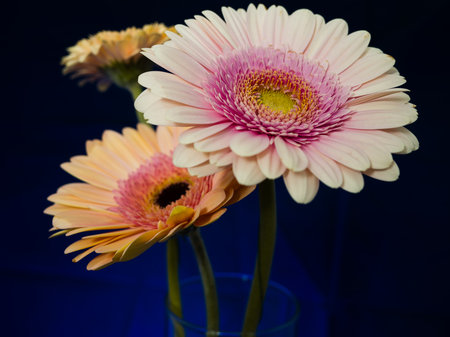 Gerbera is a genus of plants in the basket flower family. The genus contains about 20 wild-growing species and they occur in South America, Africa, Madagascar and tropical parts of Asia.の写真素材