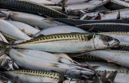 Pile of mackerel fishの写真素材