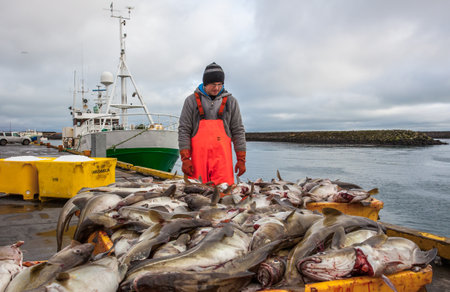 Grindavik, Iceland - March 30, 2012   Fisherman working with fresh Cod fish on the docks in the...