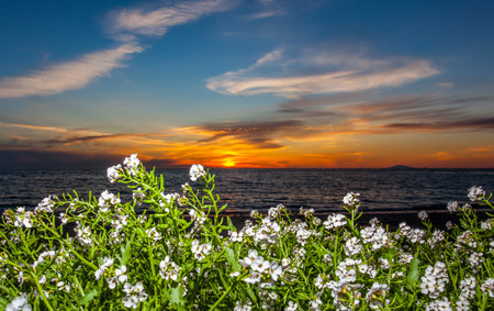 Flowers in sunsetの写真素材