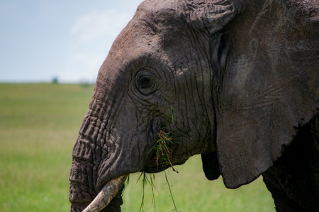 chewing elephantの写真素材