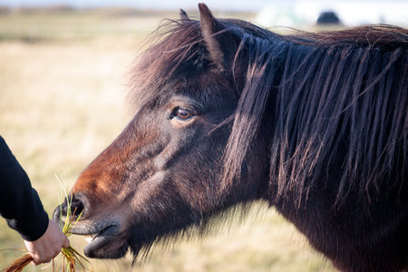 Icelandic horses running free in the fields. Concept about nature in icelandの写真素材