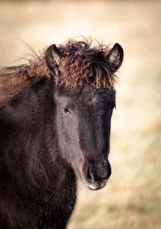 Icelandic horses running free in the fields. Concept about nature in icelandの写真素材